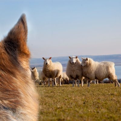 Sheep worrying by dogs
